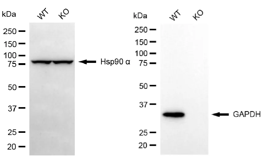 KVAb01826