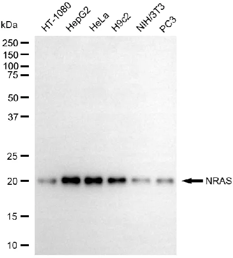 KVAb01450